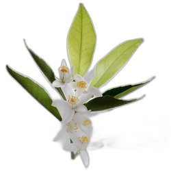 Orange Blossom